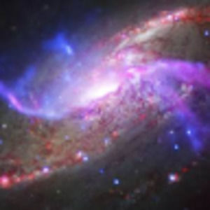 Meet your Posher, Chicken